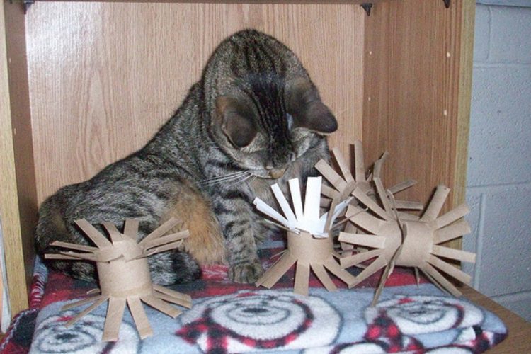 Lõi giấy bung xòe được làm từ giấy carton - Đồ chơi để mèo tinh nghịch