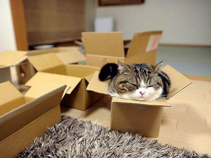 Hộp giấy nhỏ làm từ thùng carton - Đồ chơi để mèo trú ngụ