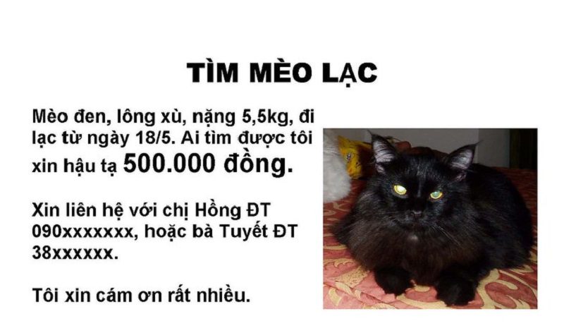 Hướng dẫn cách làm tờ rơi tìm mèo hiệu quả