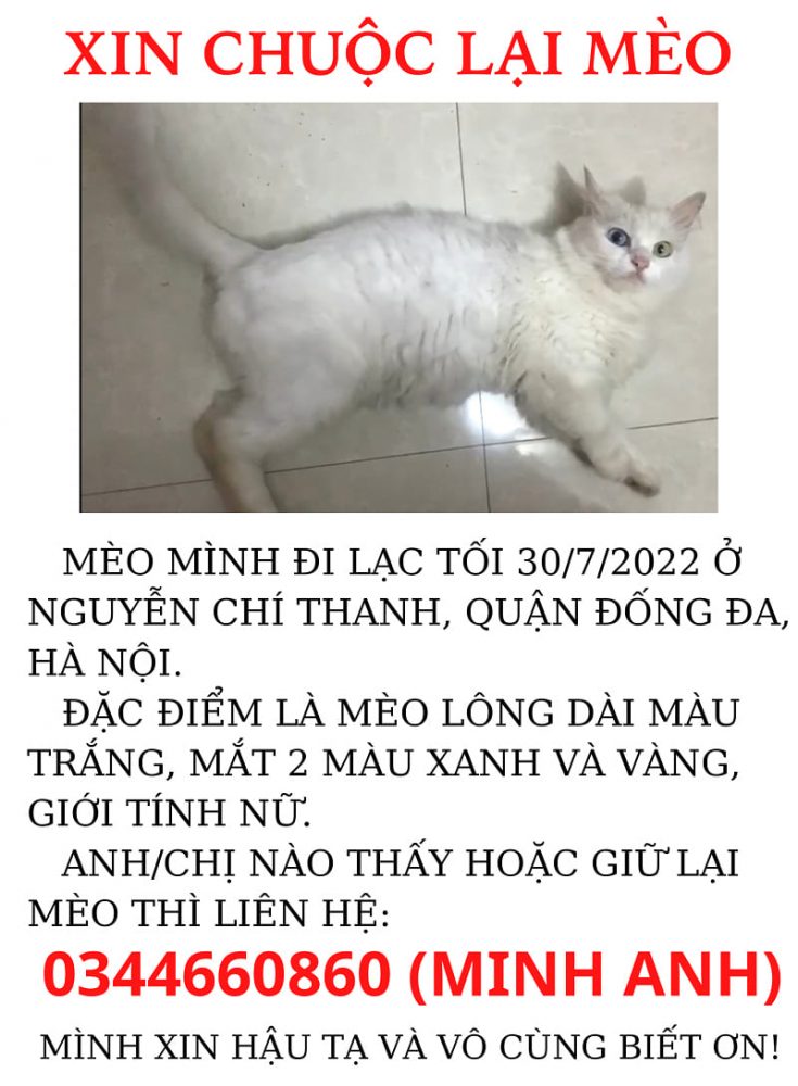 Tham khảo nội dung cần có khi làm tờ rơi tìm mèo