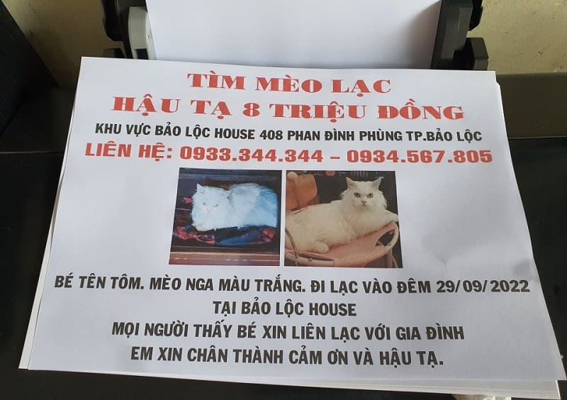 Làm tờ rơi mang đến nhiều ưu điểm hỗ trợ chủ nhân tìm mèo hiệu quả hơn